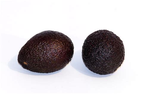 hass-avocado-wikipedia image