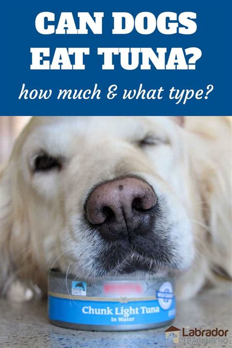 can-dogs-eat-tuna-how-much-and-what-type image