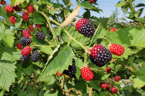 how-to-grow-blackberries-the-spruce image