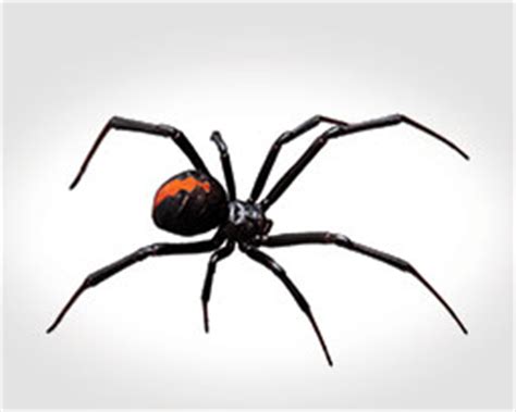 black-widow-spiders-arrow-exterminators image