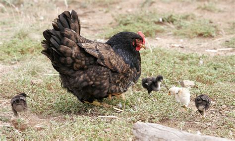 mother-hen-wiktionary image