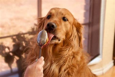 can-dogs-eat-peanut-butter-american-kennel-club image