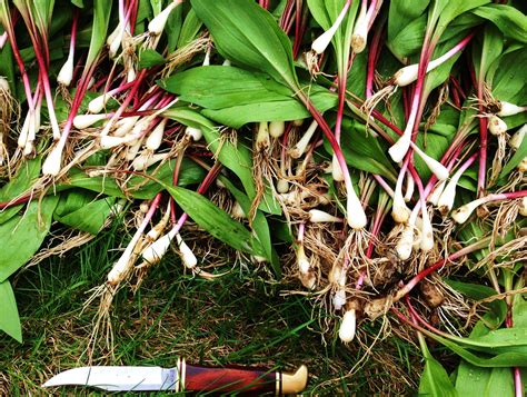 ramps-harvesting-sustainability-cooking-and image