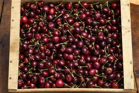 brandied-cherry-recipe-with-easy-canning-and-cold image
