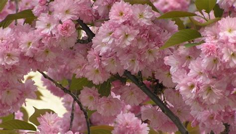 what-is-good-fertilizer-for-flowering-cherry-trees image