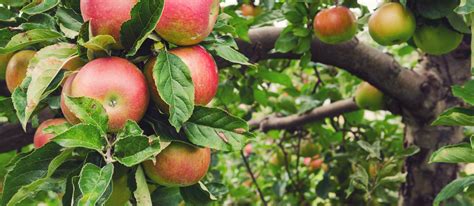 honeycrisp-apples-local-apple-from-minnesota image