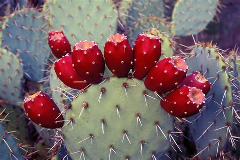 prickly-pear-cocktails-no-prickly-pears-required-food image