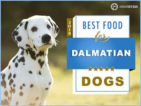best-dog-foods-for-dalmatian-dalmatian-dog image