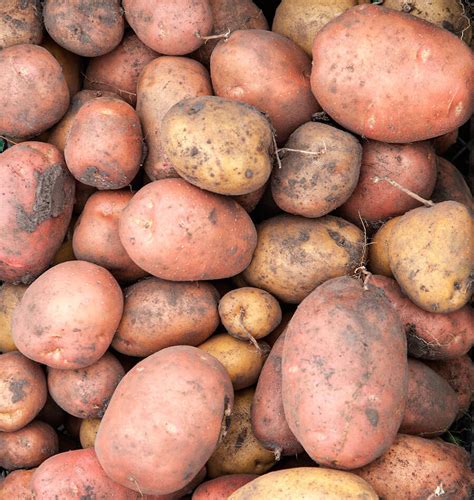 learn-how-and-when-to-harvest-potatoes-west-coast image