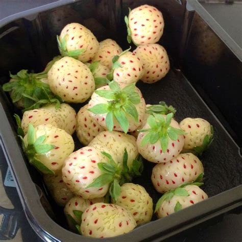 pineberry-recipes-what-are-pineberries-exactly image
