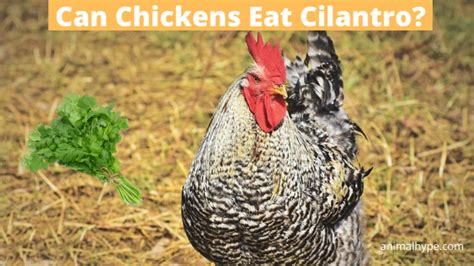 can-chickens-eat-cilantro-animal-hype image