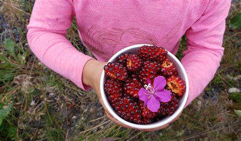 what-are-salmonberries-the-spruce-eats image