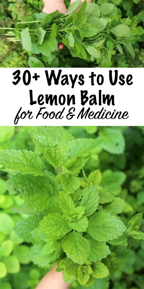 30-ways-to-use-lemon-balm-practical-self-reliance image