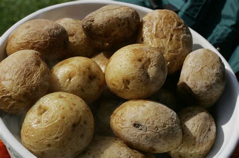 25-things-that-make-syracuse-great-salt-potatoes image