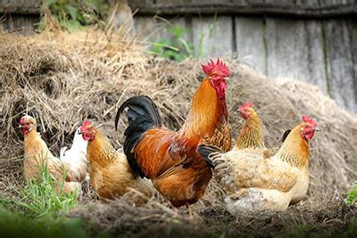 chicken-poultry-feed-quality-chicken-feed-harrow image