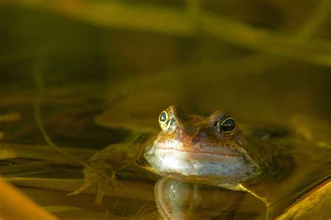 building-a-frog-friendly-pond-the-spruce-pets image