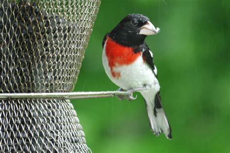 essential-tips-for-the-best-summer-bird-feeding-the image