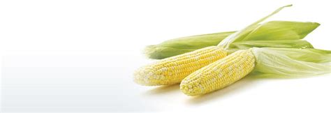 sweet-corn-foodland-ontario image