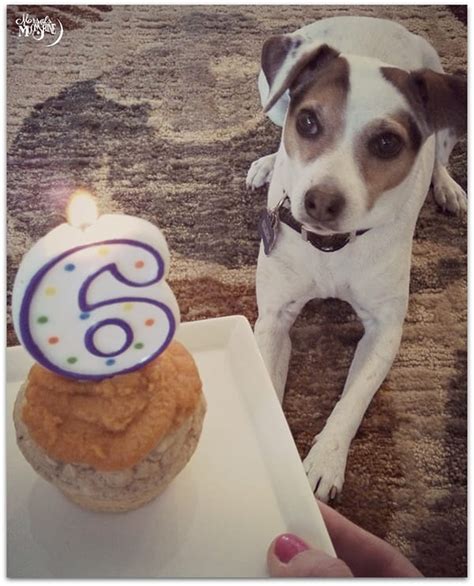 10-dog-cupcake-recipes-your-pup-will-love-my image