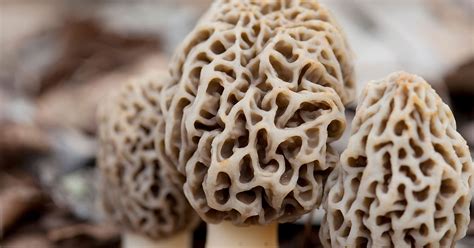 what-are-morel-mushrooms-and-how-do-you-cook-with image