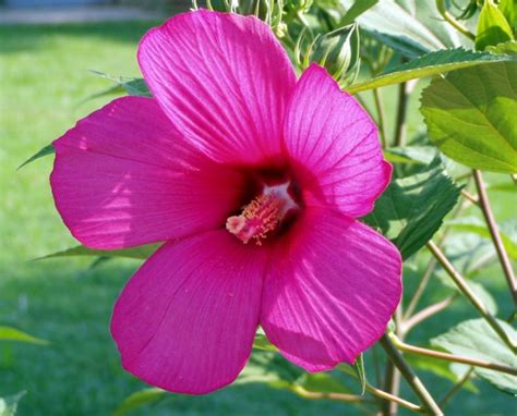 how-to-make-a-hibiscus-agua-fresca-the-right-flowers image