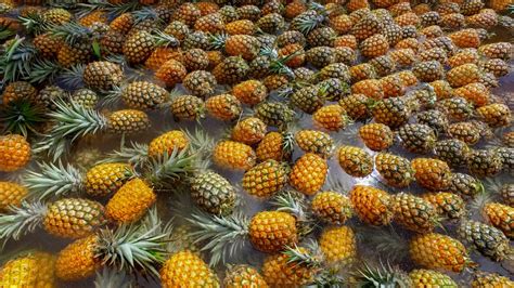 get-a-taste-of-maui-gold-pineapples-hawaii-magazine image