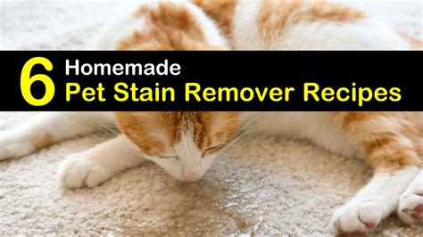 6-simple-home-remedies-for-a-pet-stain-remover image