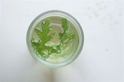 diy-summer-cocktail-with-rose-geranium-simple-syrup image