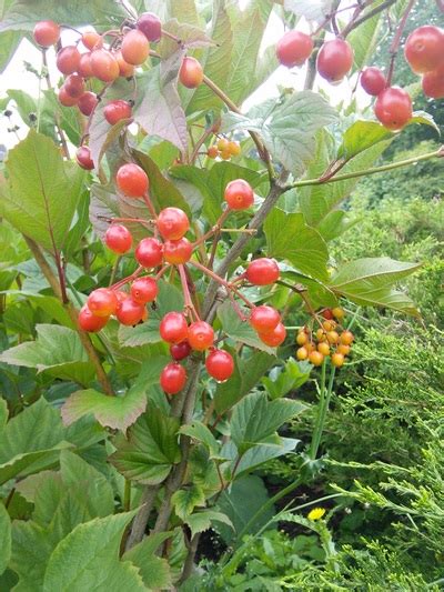 highbush-cranberry-viburnum-opulus-var image