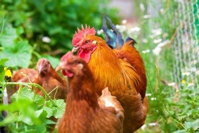using-chickens-in-the-garden-13-things-you-need-to image