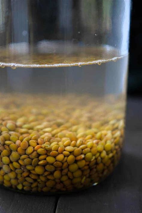 how-to-sprout-lentils-the-stingy-vegan image