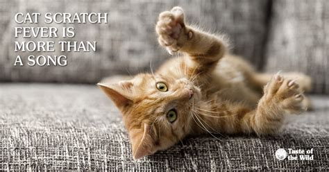 dont-get-caught-in-the-claws-of-cat-scratch-fever image