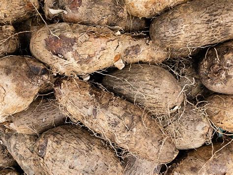 growing-yams-varieties-planting-guide-care-problems image