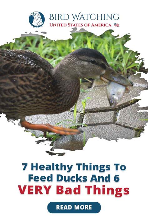 7-healthy-things-to-feed-ducks-and-6-very-bad-things image