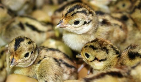 what-do-pheasant-chicks-eat-a-complete-guide image