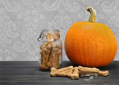 3-easy-pumpkin-recipes-for-dogs-american-kennel-club image