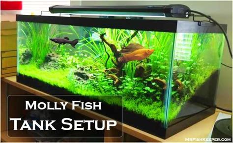 how-to-setup-proper-fish-tank-for-mollies-2023-mr image
