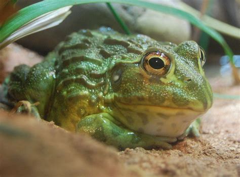african-bullfrog-wikipedia image
