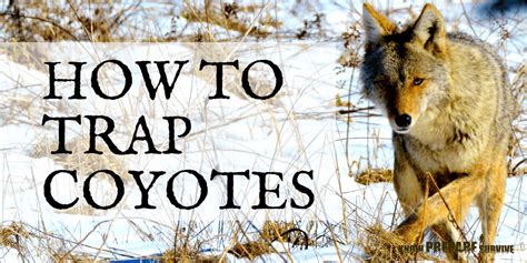 best-ways-to-trap-a-coyote-trapping-techniques-and image
