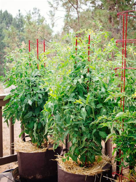 how-to-grow-tomatoes-in-potseven-without-a-garden image