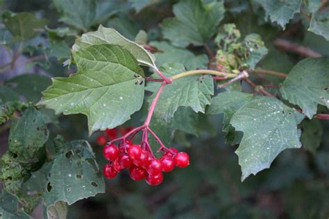 foraging-highbush-cranberry-for-food-medicine image