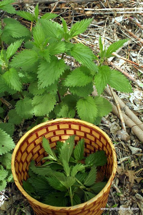 how-to-make-stinging-nettle-soup-wild-edibles image