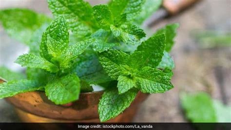 mint-benefits-10-incredible-health-benefits-of-mint-or image