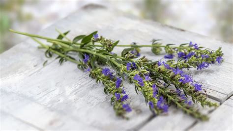 how-to-use-culinary-hyssop-8-ways-to-cook-with-hyssop image