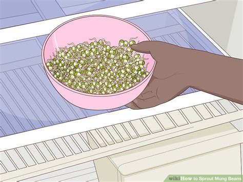 how-to-sprout-mung-beans-12-steps-with-pictures image