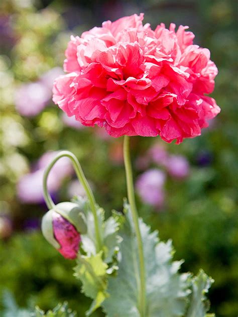 poppy-flowers-better-homes-gardens image