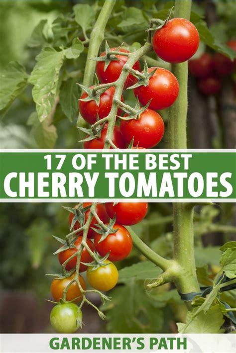 17-of-the-best-cherry-tomatoes-to-grow-gardeners-path image