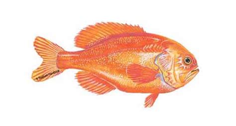 orange-roughy-seafoodsource image