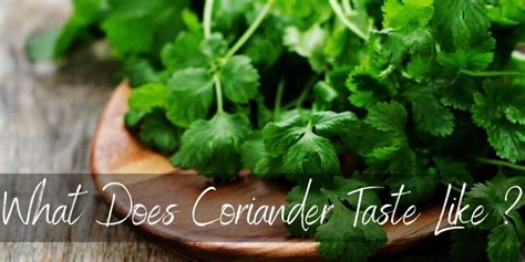 what-does-coriander-tastes-like-why-coriander-powder image
