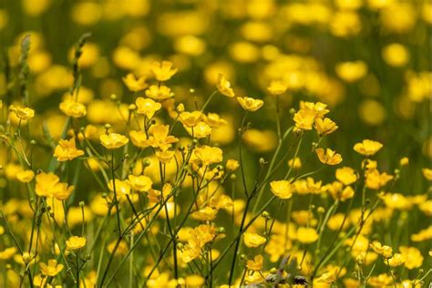 everything-you-need-to-know-about-buttercups image